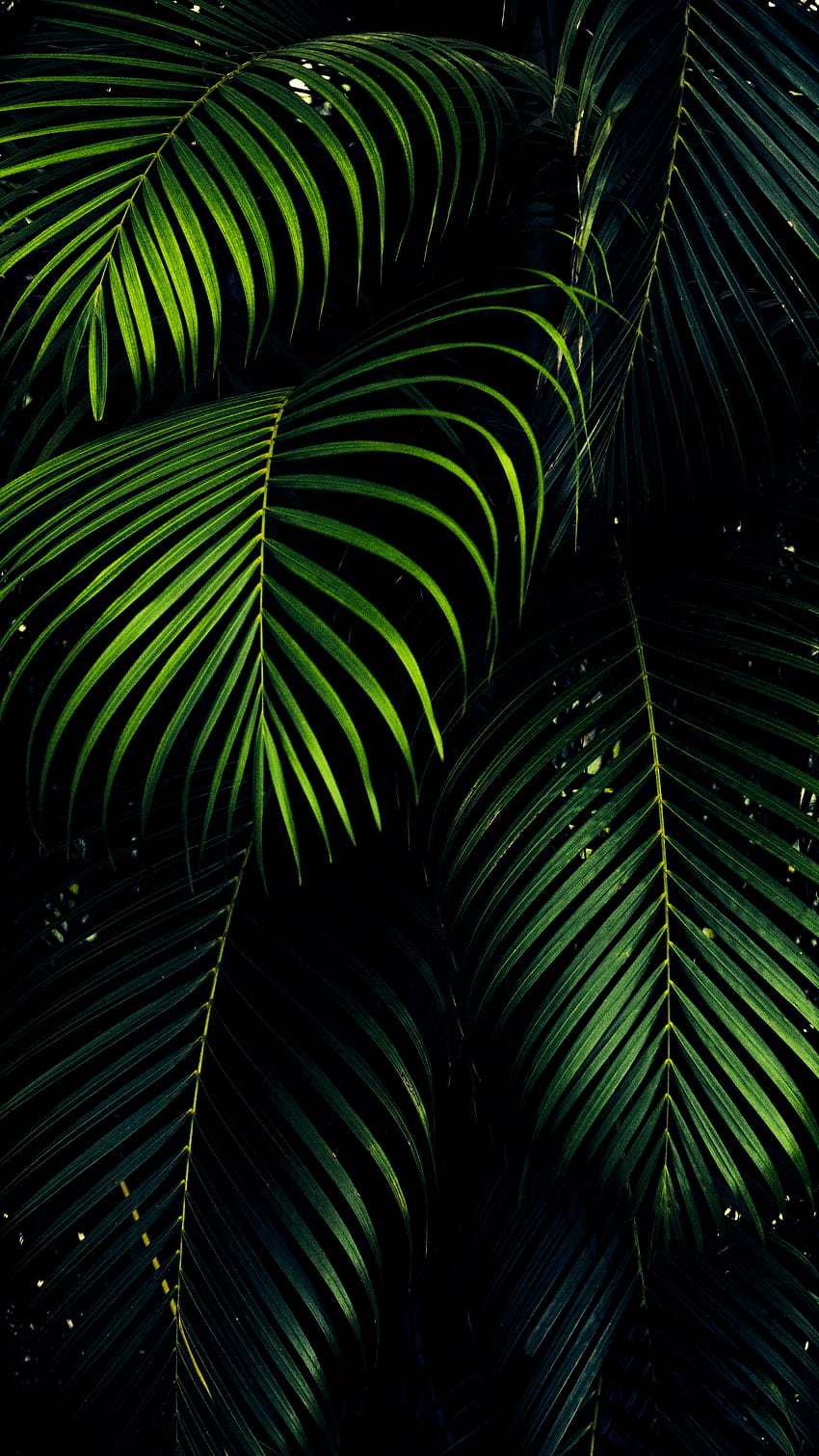 Dark Green Leaf HD phone wallpaper