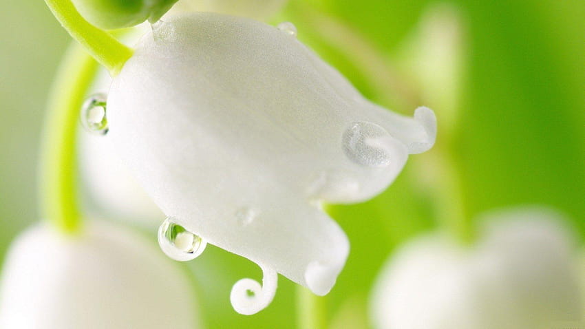 White Flower With Water Droplets, water and flowers HD wallpaper