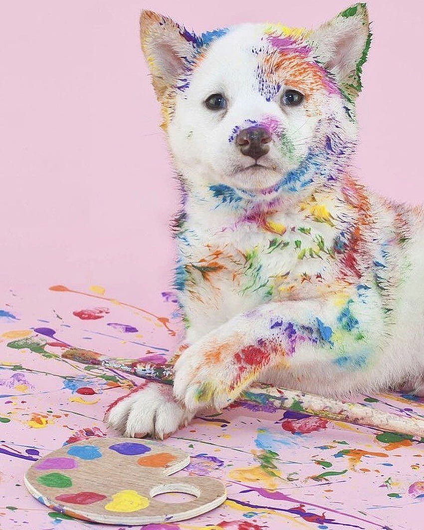 I'm Picasso, rainbow puppies HD phone wallpaper