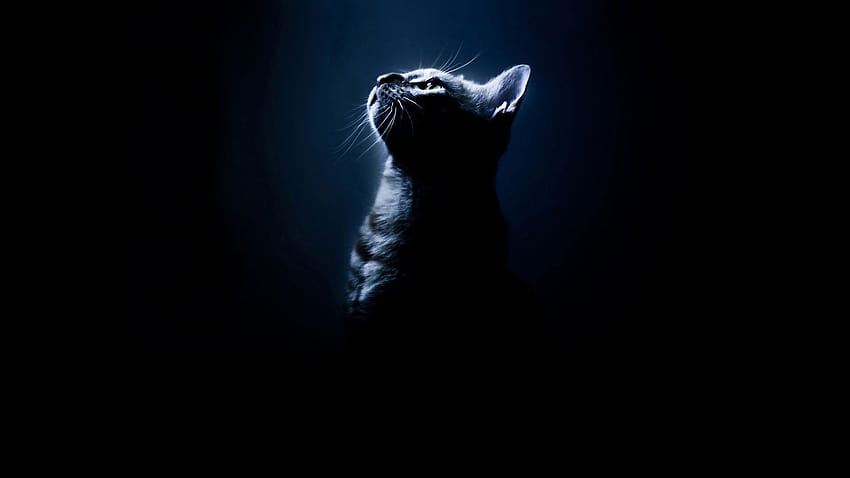 Hewan kucing hitam siluet latar belakang hitam, hewan gelap Wallpaper HD