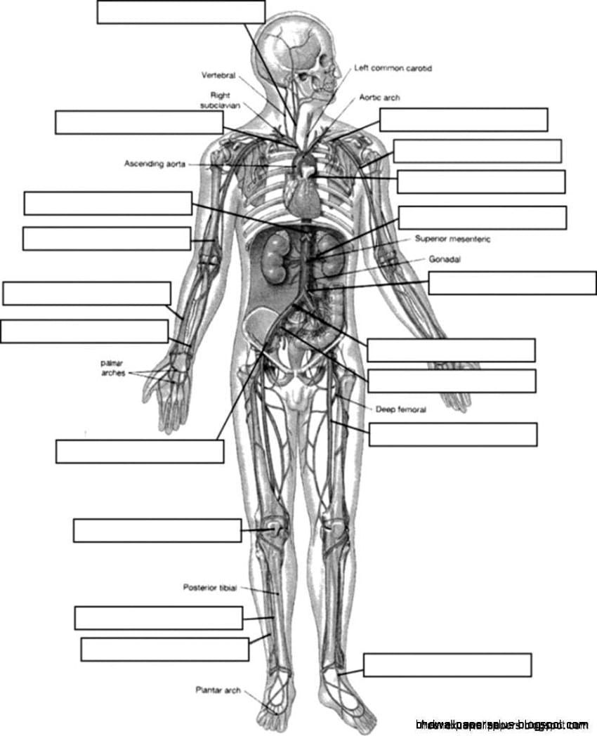 Anatomy And Physiology Coloring Workbook Answers Plus Page Study Guide – Stephenbenedictdyson HD phone wallpaper