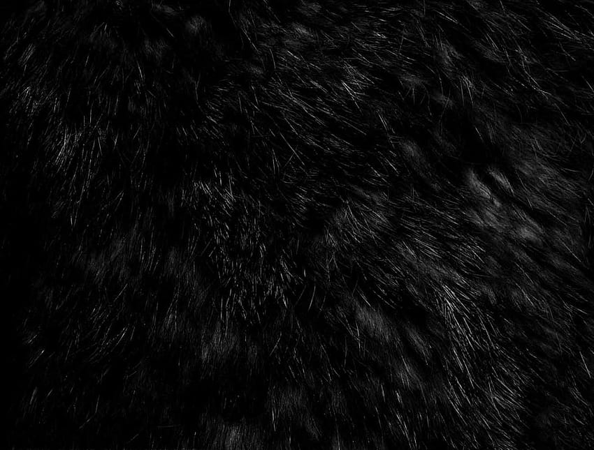 Black Fur on Dog, black shades HD wallpaper