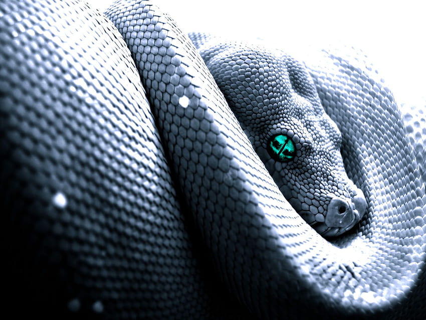 Snake Cobra, animal python HD wallpaper