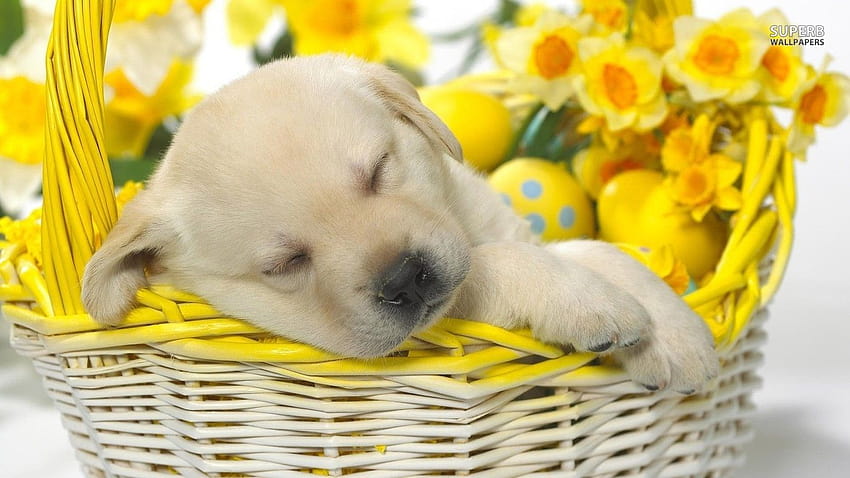 Golden Retriever puppy sleeping in a basket, easter pups HD wallpaper