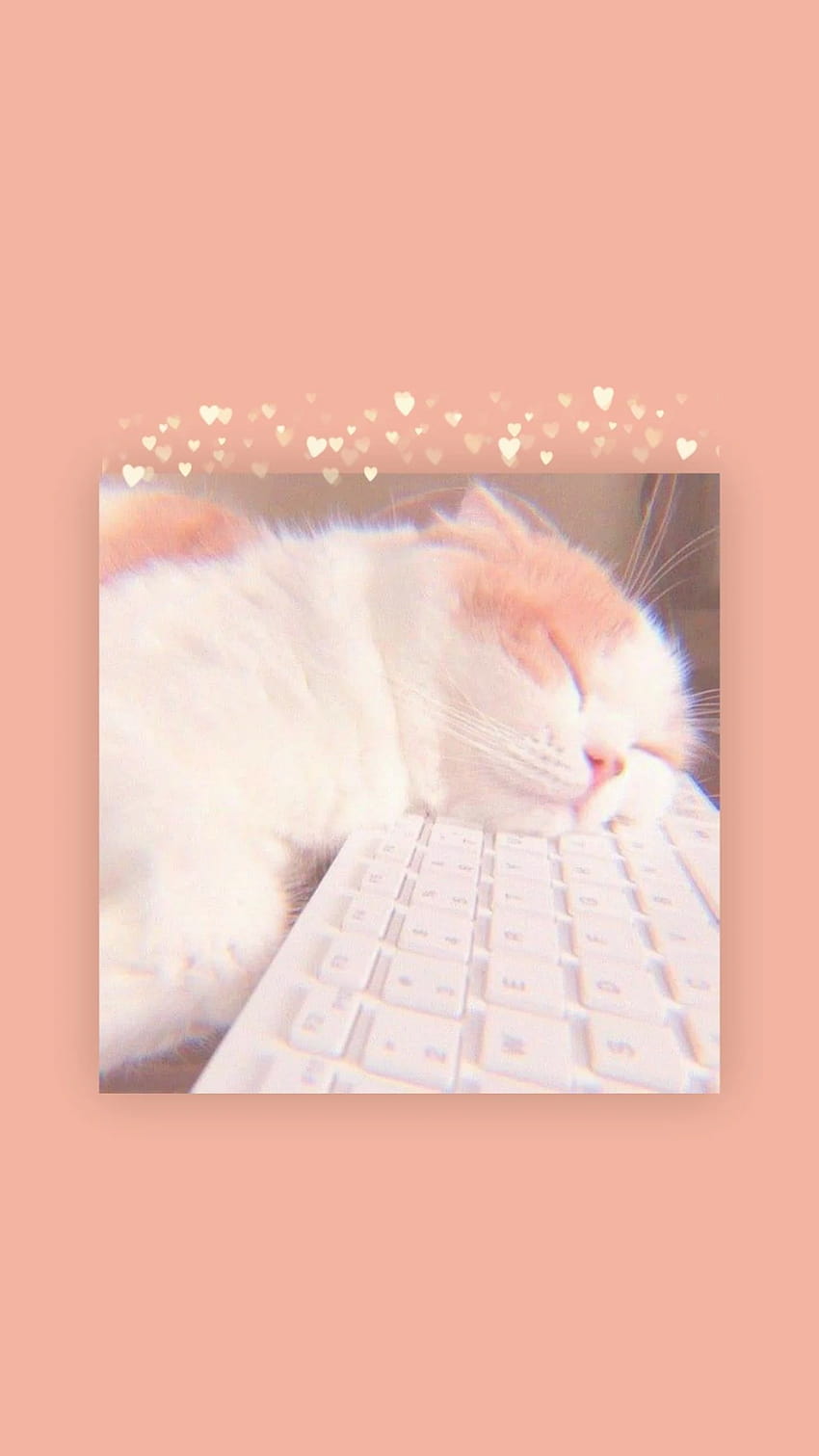 Cute cat aesthetic, cat pfp HD phone wallpaper | Pxfuel