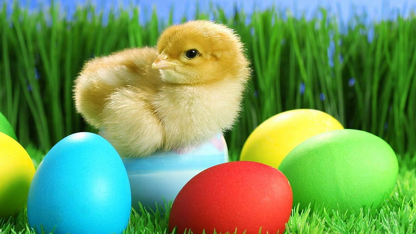 Cute Easter, baby chicks easter HD wallpaper