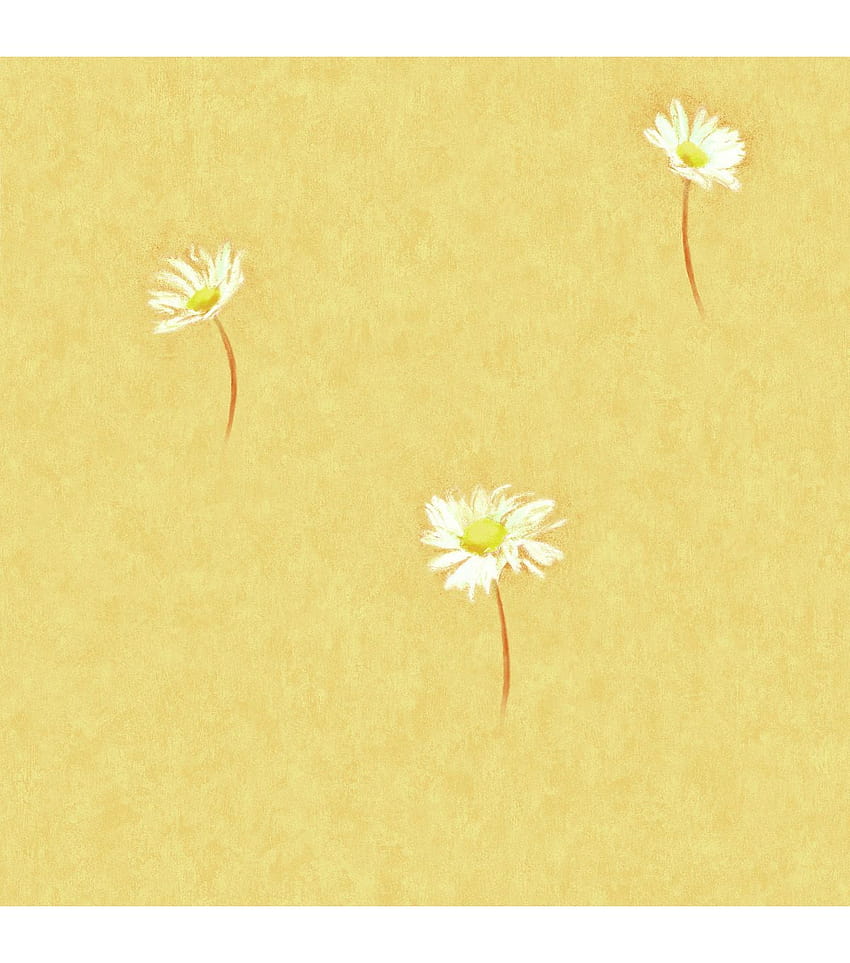 Marguerite Orange Daisies, daisy radiance HD phone wallpaper
