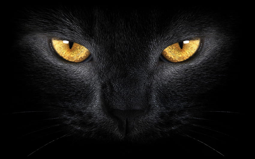 Eyes in the Dark , black eyes HD wallpaper | Pxfuel