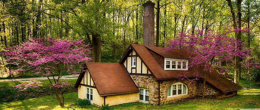 Beautiful Forest House, Spring Ultra Backgrounds for U TV : & UltraWide & Laptop : Tablet : Smartphone, summer forest house HD wallpaper