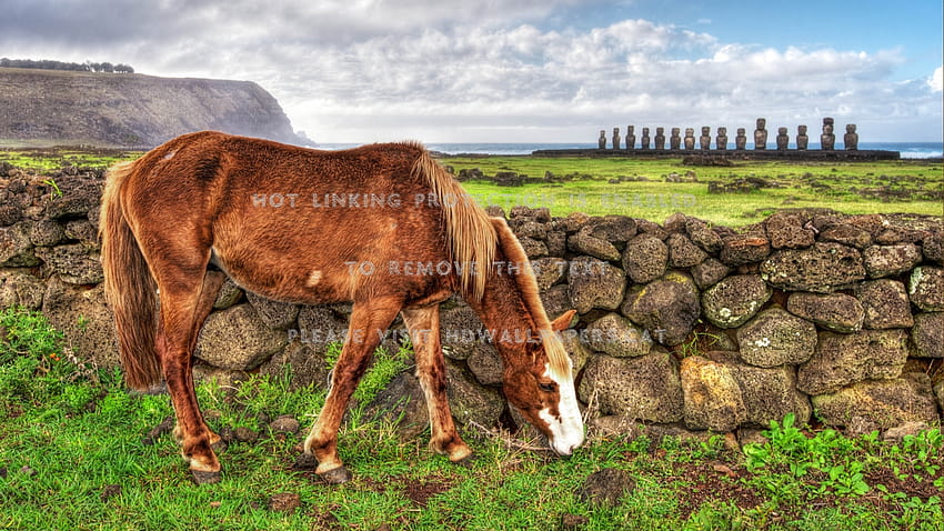 horse grazing on easter island r stones HD wallpaper