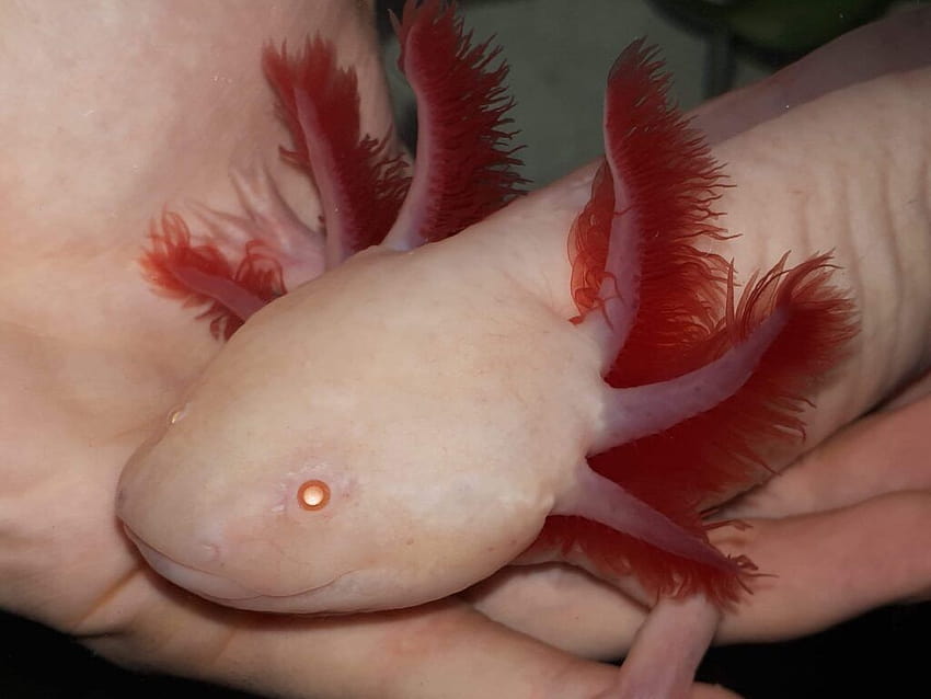 Axolotl Genetics, Part 2: Mendelian Inheritance and Albinism – Water Critters HD wallpaper