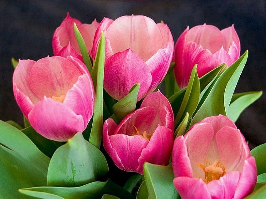 Flower: Pink Tulips Nature Tulip Flower Maha Sky Live, rainbow tulips ...