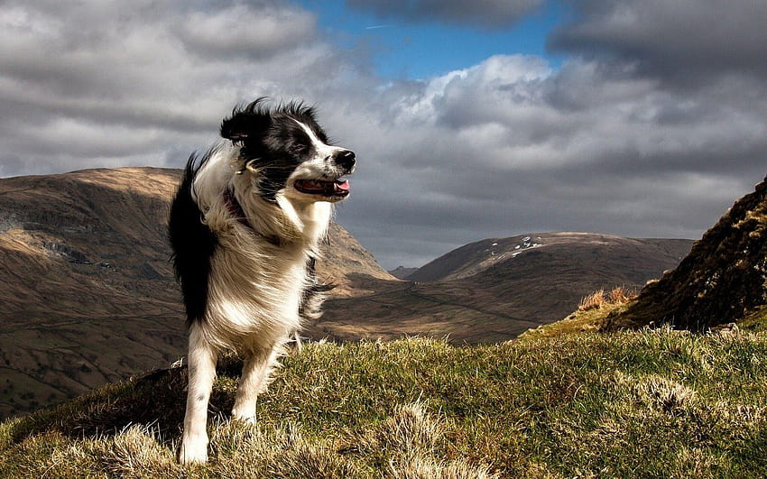 dog, Animals, Nature, Landscape, Windy, Border Collie HD wallpaper