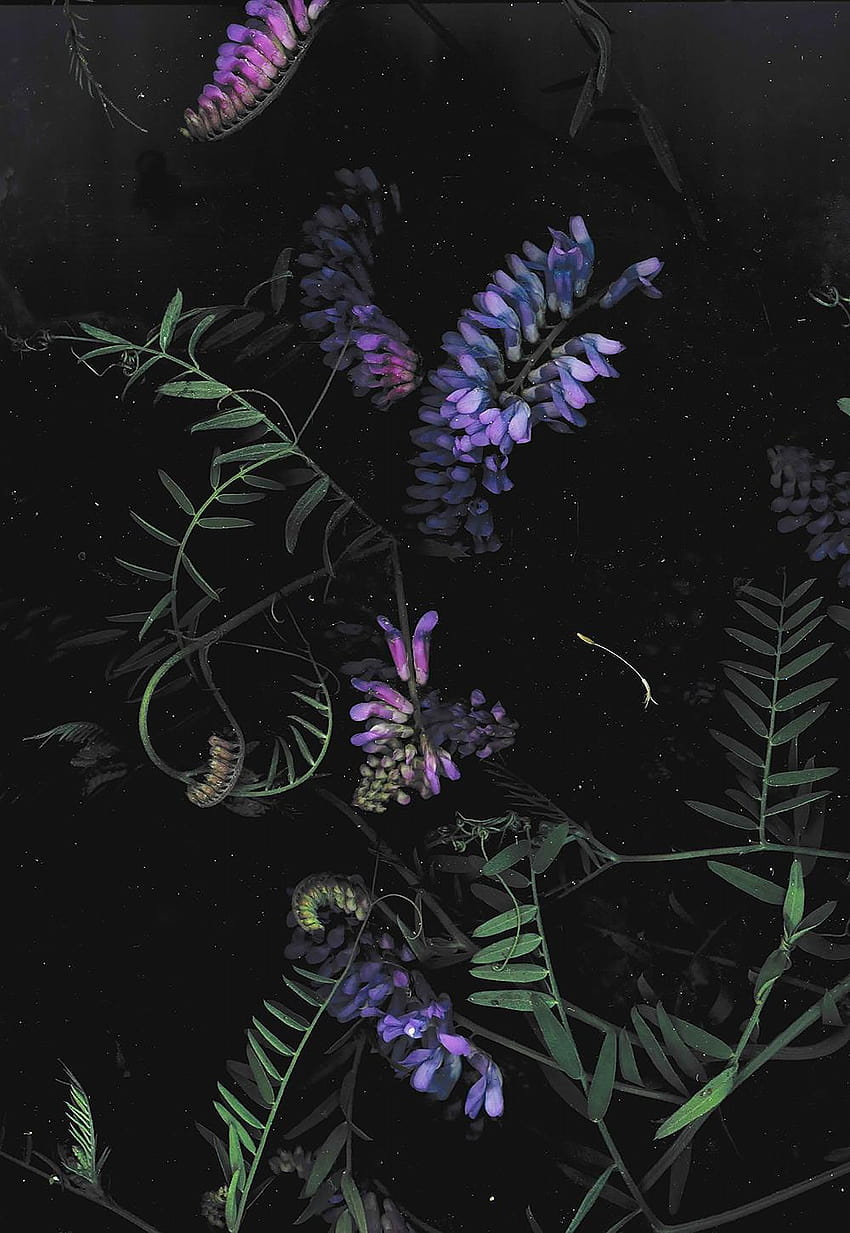 dark floral backgrounds, dark phone HD phone wallpaper