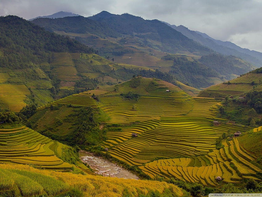 Rice Terraces Vietnam : High Definition HD wallpaper | Pxfuel