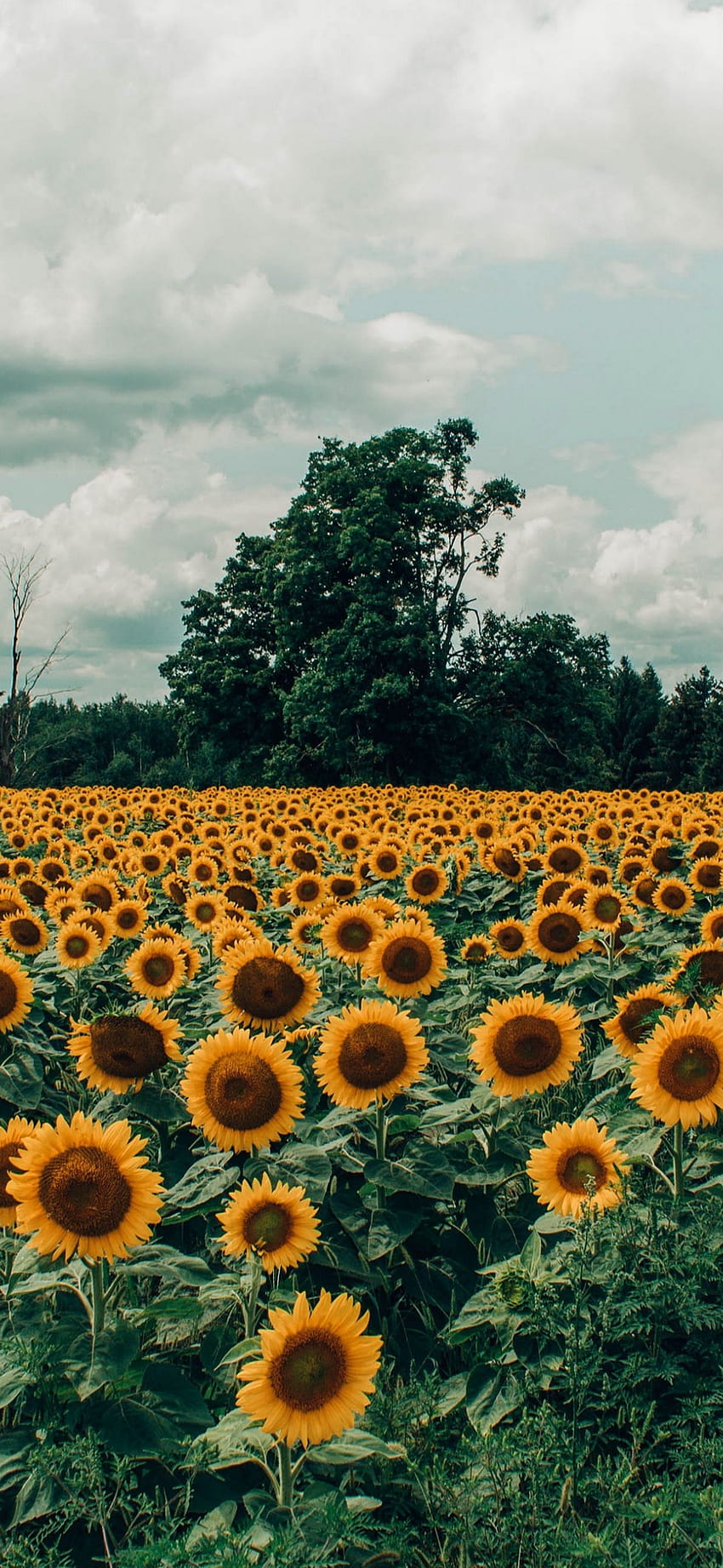 Aesthetic Sunflower Field Sunflowers Aesthetics Cloud Flower Backgrounds Yellow Sunflowers 6945