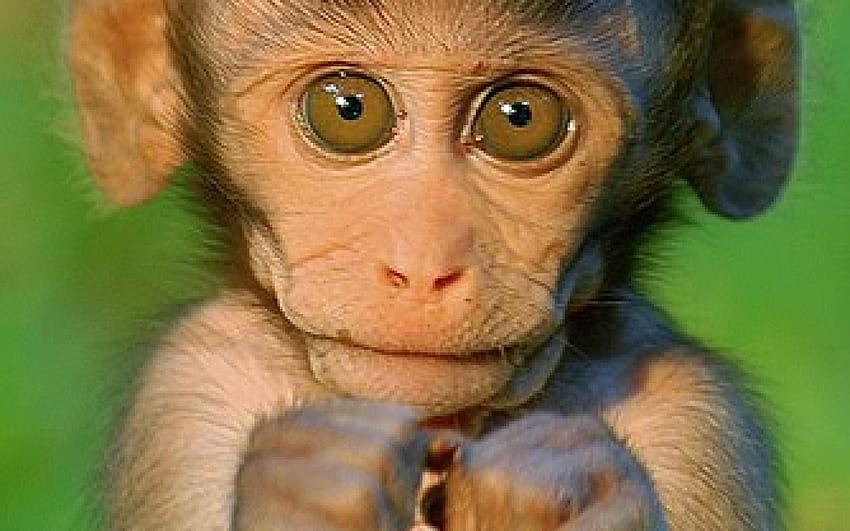 Monkeys , Top 47 Monkeys Backgrounds, Super, baby monkeys HD wallpaper