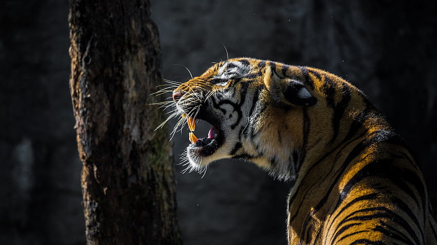 Tiger , Big cat, Roaring, Wildlife, Tree, Forest, Day light, Animals, wild life HD wallpaper