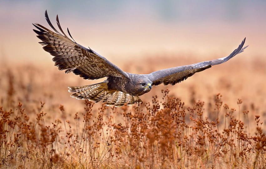 field, flight, bird, hunting, Common Buzzard , section животные HD wallpaper