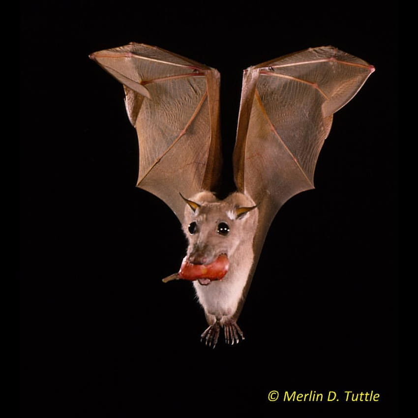 Merlin Tuttle's Bat Conservation, albino bats HD phone wallpaper