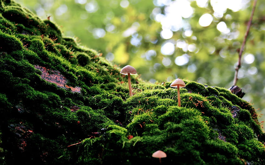 mushrooms, moss ::, mushrooms in moss HD wallpaper