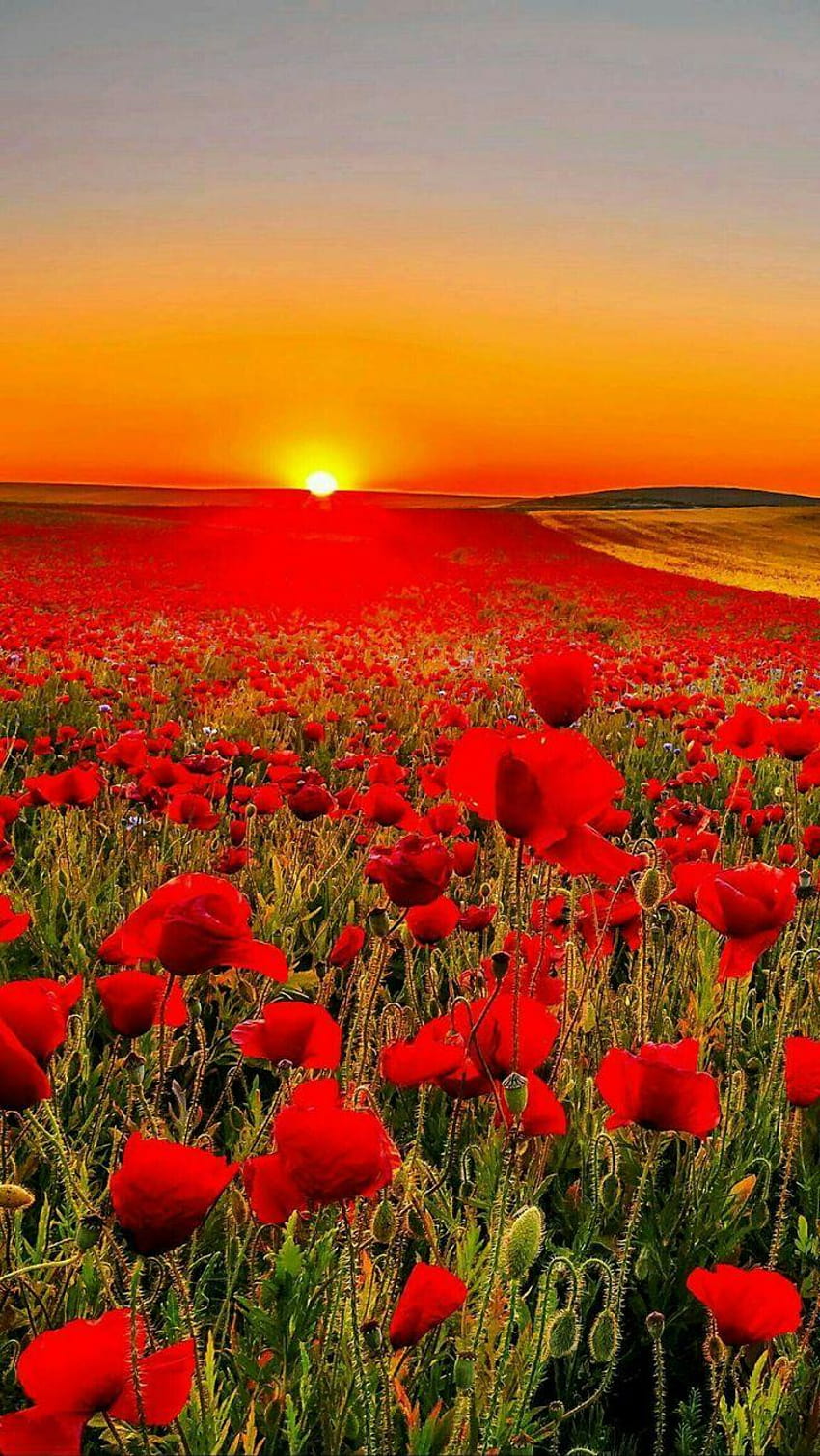 Poppy field in Tuscany at sunset, poppy fields at sunset HD phone wallpaper