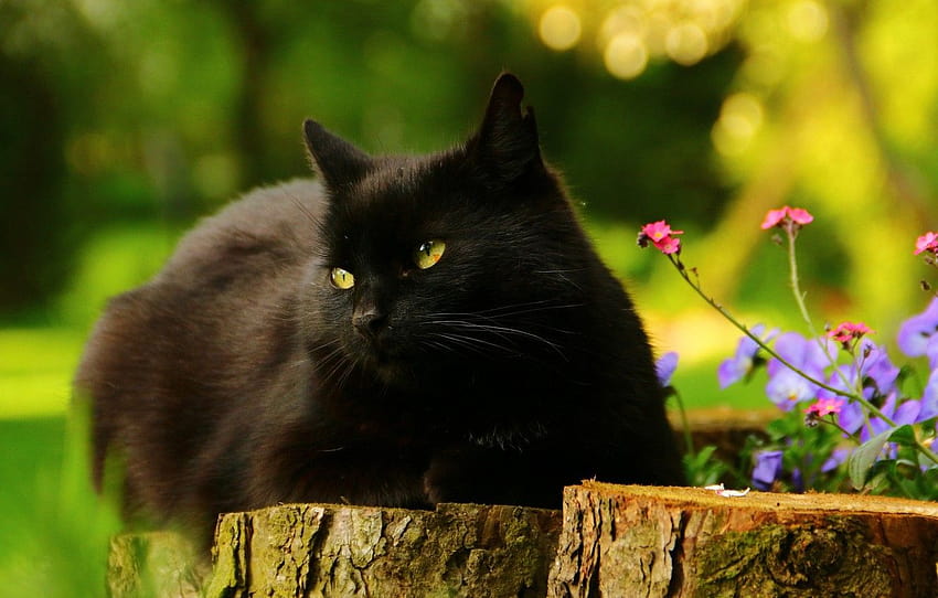 สีเขียว แมว ฤดูร้อน แมว ดู ดอกไม้ ธรรมชาติ ท่าทาง พื้นหลัง ต้นไม้ ดำ แนวตั้ง สวน โกหก สีชมพู flowerbed มาตรา кошки สุนัขฤดูร้อนและแมว วอลล์เปเปอร์ HD