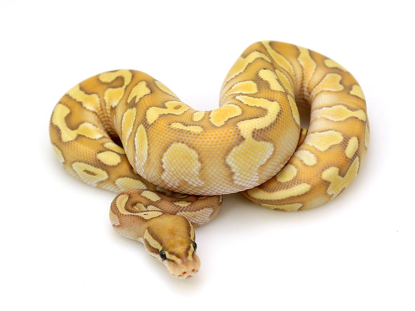 Banana Butter Fire – Markus Jayne Ball Pythons, banana ball python HD wallpaper