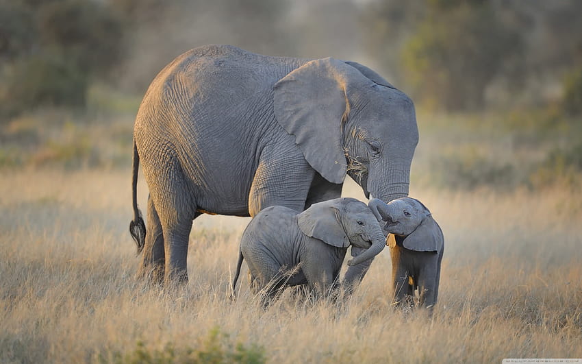 Elefanti africani Madre e adorabili bambini ❤, elefantino che beve Sfondo HD