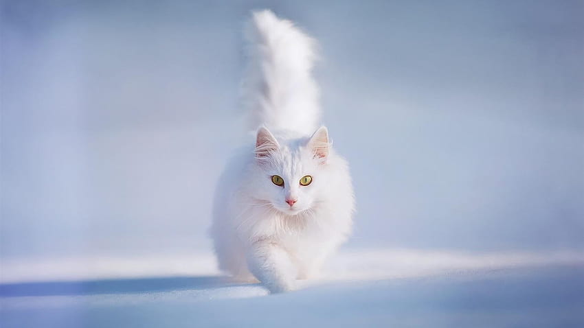 White fluffy cat, yellow eyes, snow, winter 1920x1200, fluffy kitty HD wallpaper