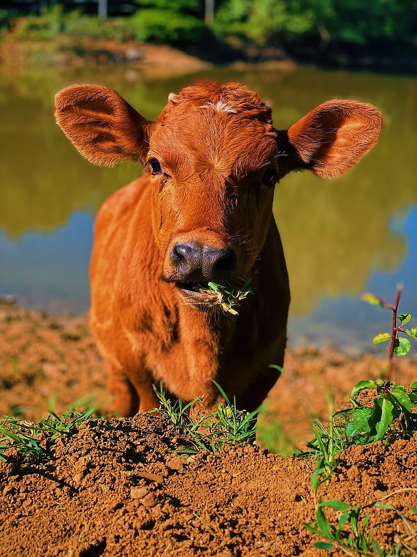 Scottish Highland calf in the field | premium image by rawpixel.com / Luke  Stackpoole | Scottish highland calf, Highland calf, Cow wallpaper