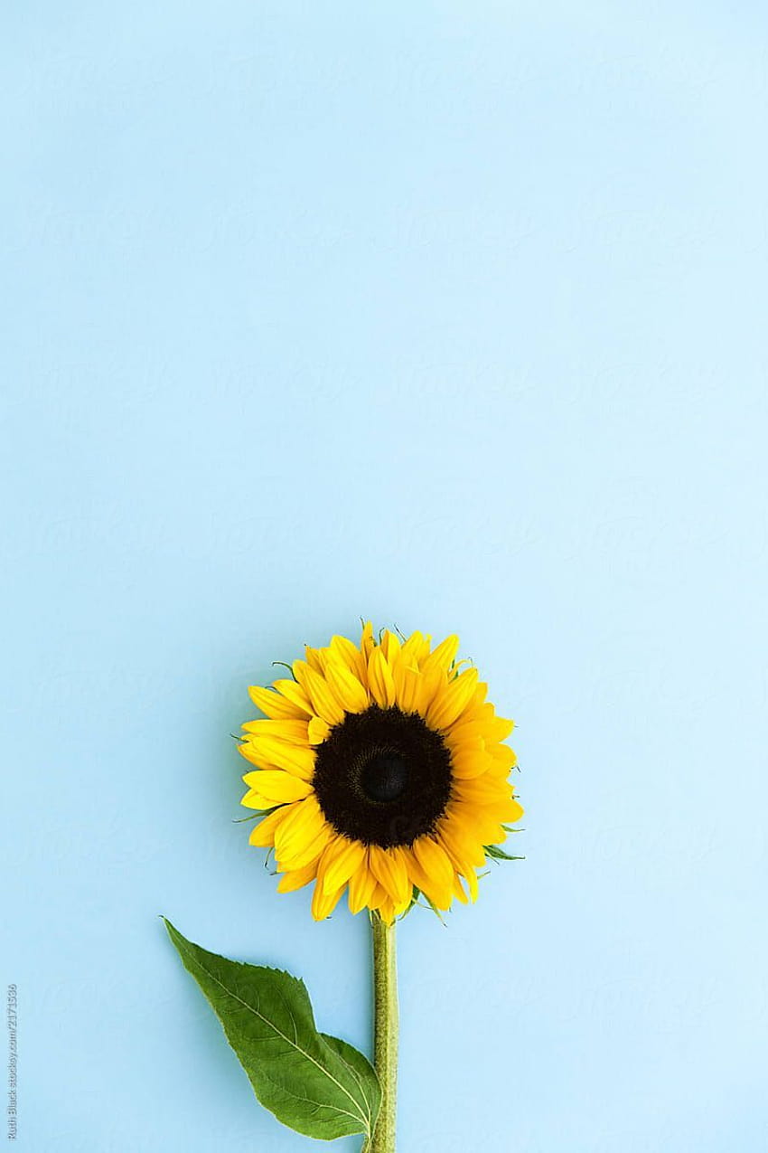 Girasol oscuro fondo de pantalla del teléfono | Pxfuel