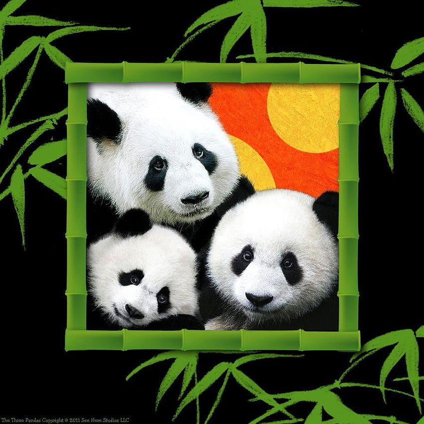 The Three Pandas iPad Storybook, panda ipad HD phone wallpaper | Pxfuel