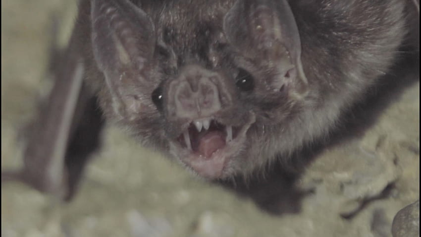 Découverte de la mâchoire d'une chauve-souris vampire géante qui a sucé du sang il y a 100 000 ans Fond d'écran HD