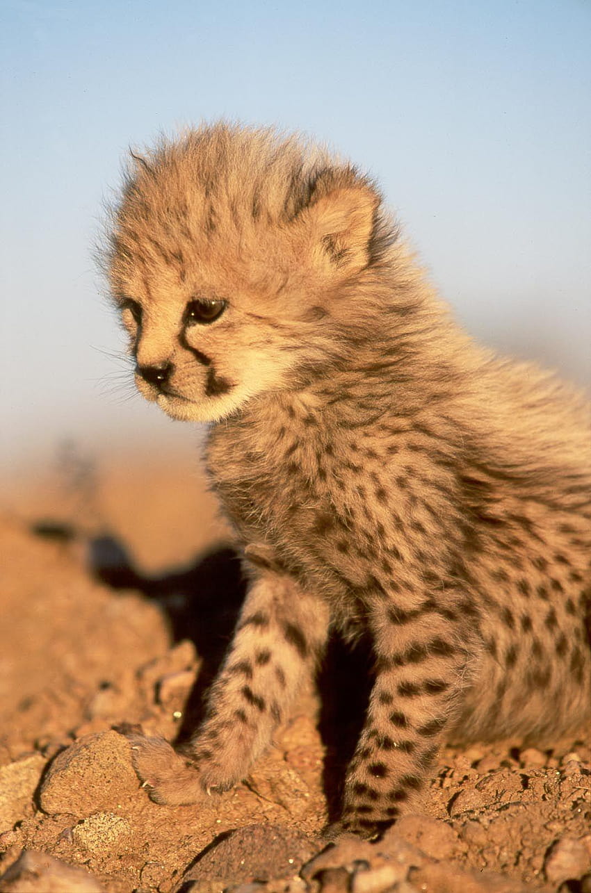 Cheetah cute cheetah cub and backgrounds, cheetah cubs HD phone wallpaper