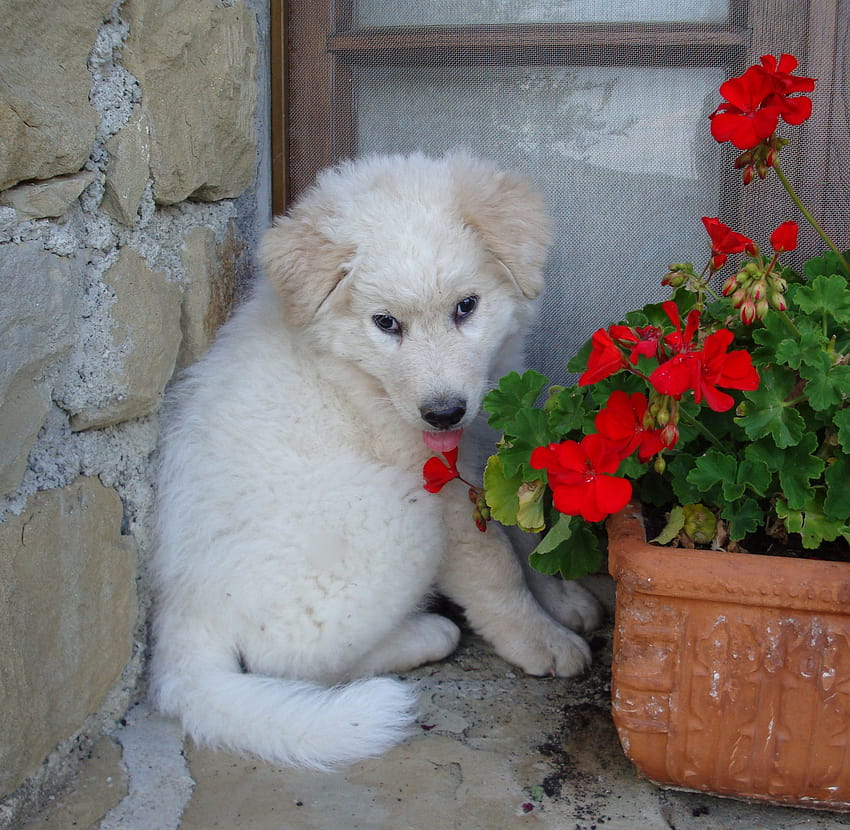 Maremma Sheepdog puppy with a flower, maremma sheepdogs HD wallpaper
