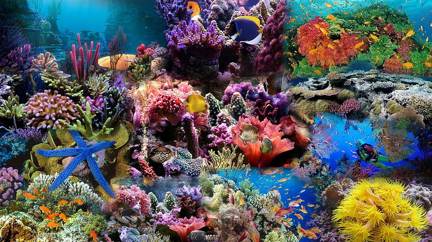Coral Reef , Coral Reef, great barrier reef turtle HD wallpaper