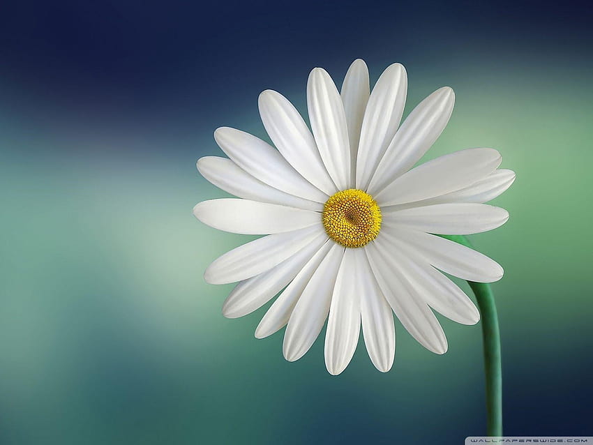 Marguerite Daisy Flower ❤ for Ultra HD wallpaper