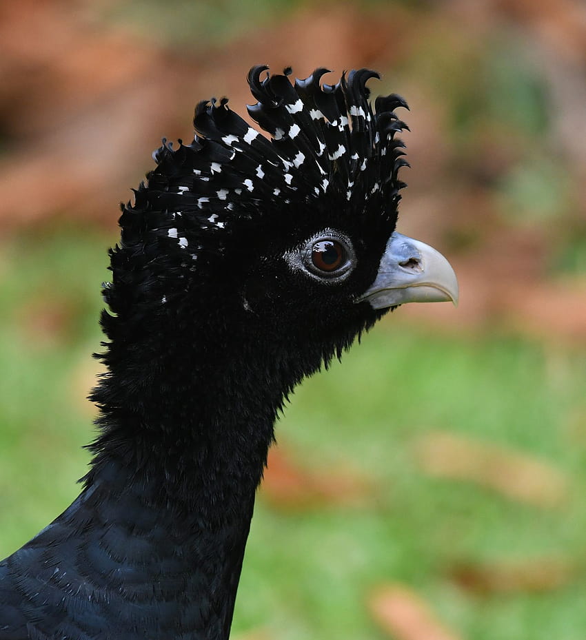 Explorations of an Ecologist: Colombian Endemic Cleanup: The Blue, blue billed curassow HD phone wallpaper