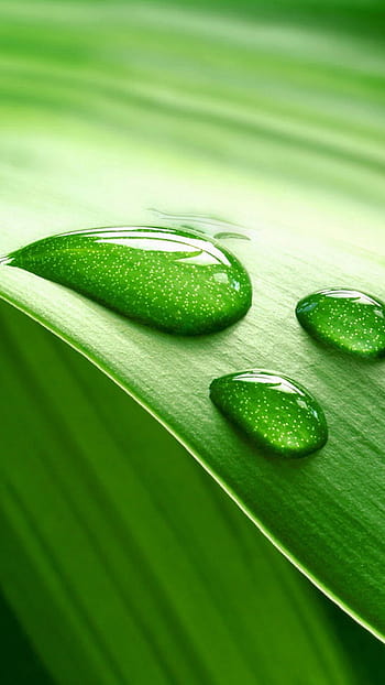 Water Drop Notch Beautiful Nature beautiful nature green HD phone  wallpaper  Pxfuel