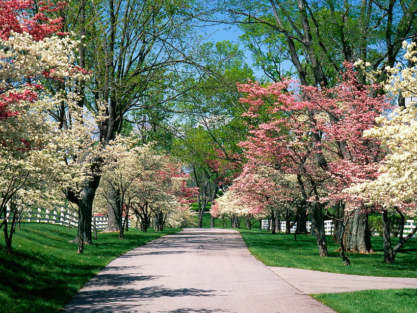 ของหน้าจอไวด์สกรีนของต้นไม้ดอกวูดในฤดูใบไม้ผลิที่สวยงาม ต้นไม้ในฤดูใบไม้ผลิที่สวยงาม วอลล์เปเปอร์ HD