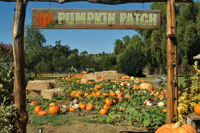 Lake Catherine Fall Maze and Pumpkin Patch, pumpkin farm HD wallpaper