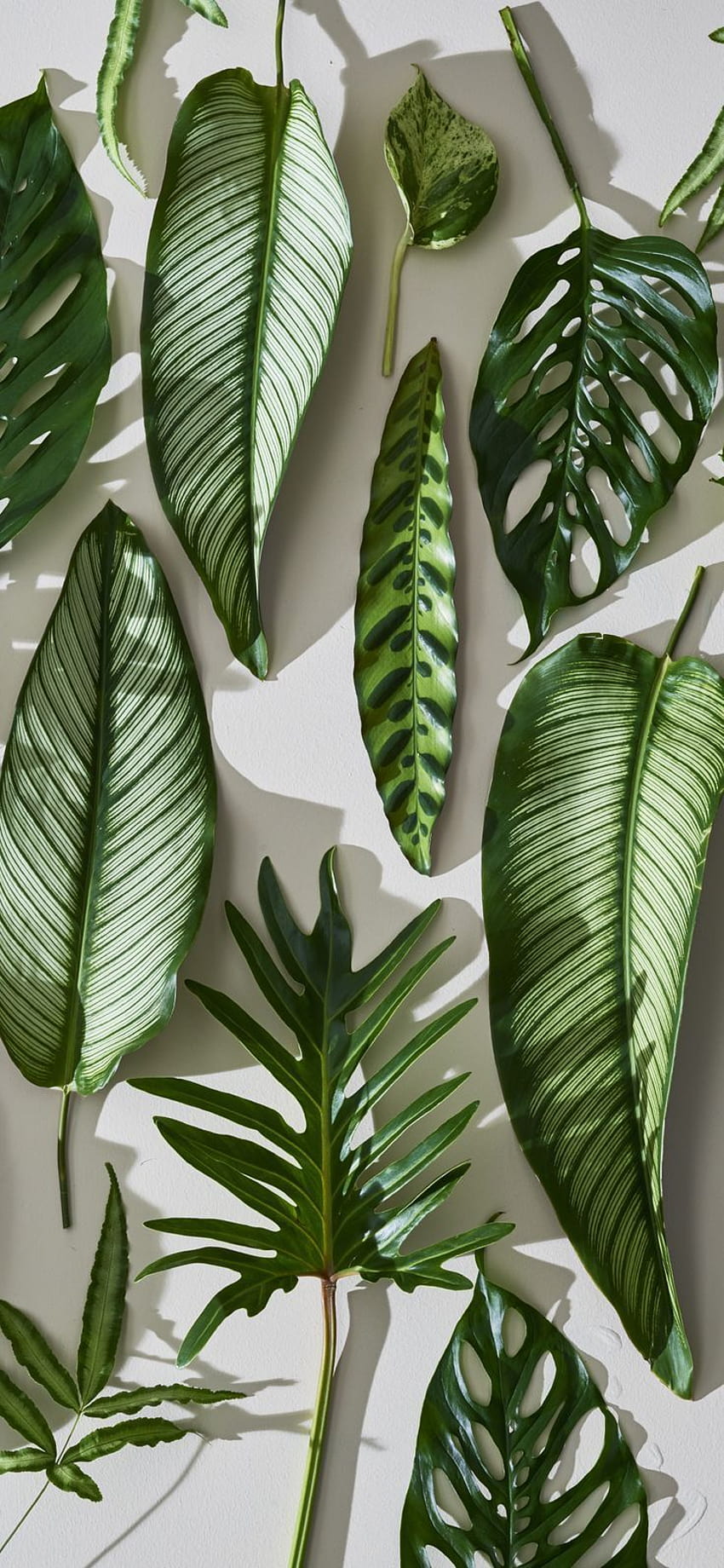 Hasilkan Uang Drop Shipping Di Amazon, estetika tanaman wallpaper ponsel HD