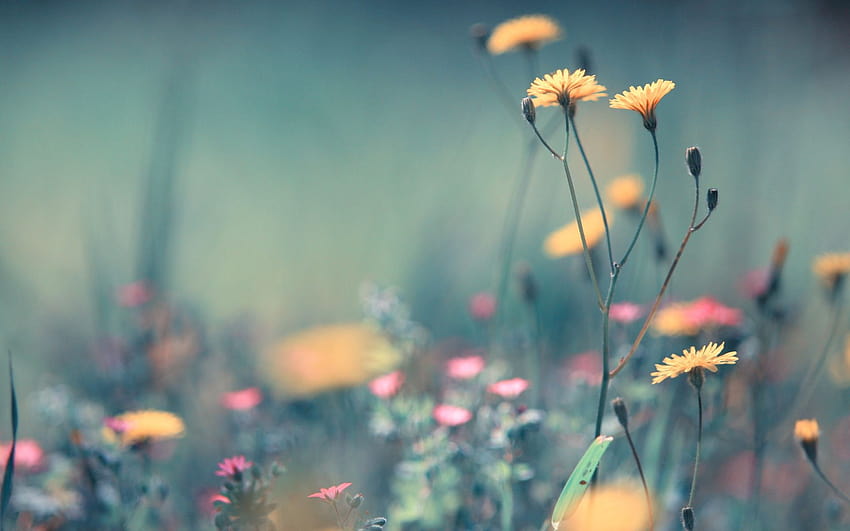 Летни цветя , лятна цветна естетика HD тапет