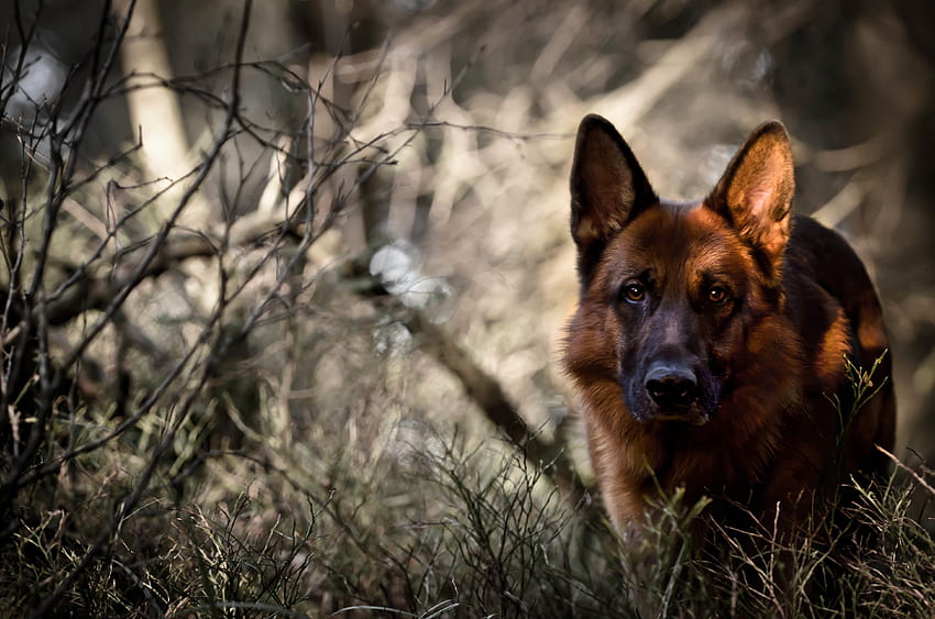 German-shepherd-puppies-wallpaper-hd-30-desktop-ba by FallenAngelsArts on  DeviantArt