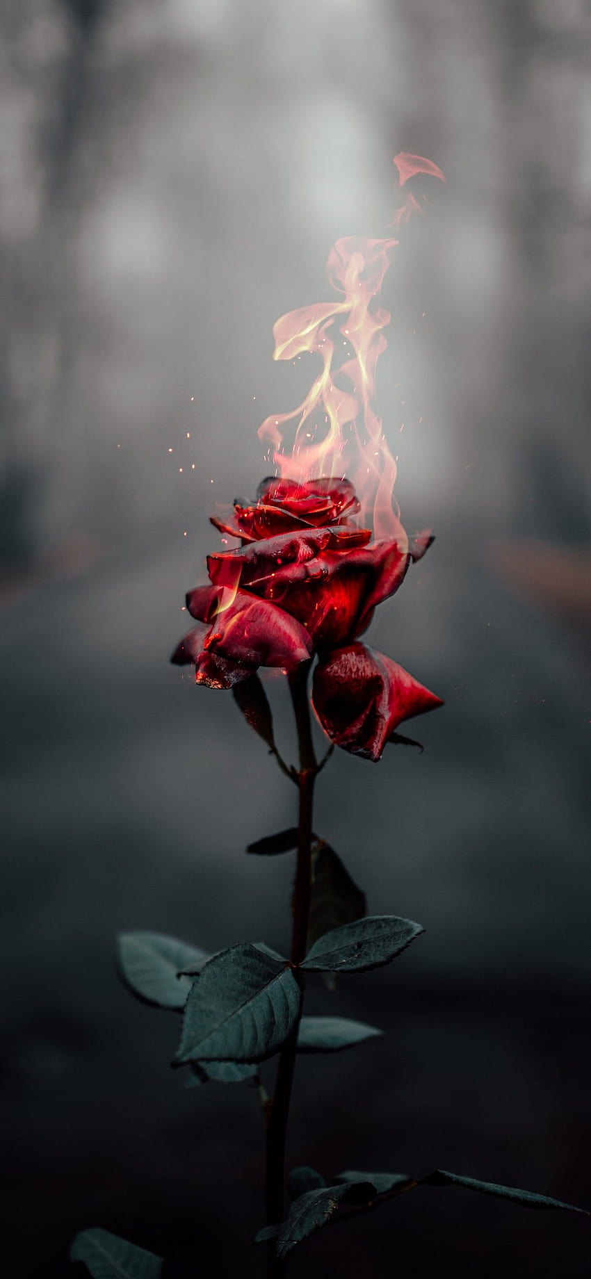 Rose flower , Fire, Burning, Dark, Flowers, iphone 11 flowers HD phone wallpaper