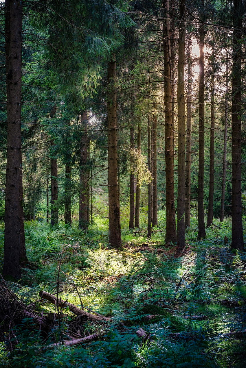 Forêt de feuillus, forêt à feuilles persistantes Fond d'écran de téléphone HD