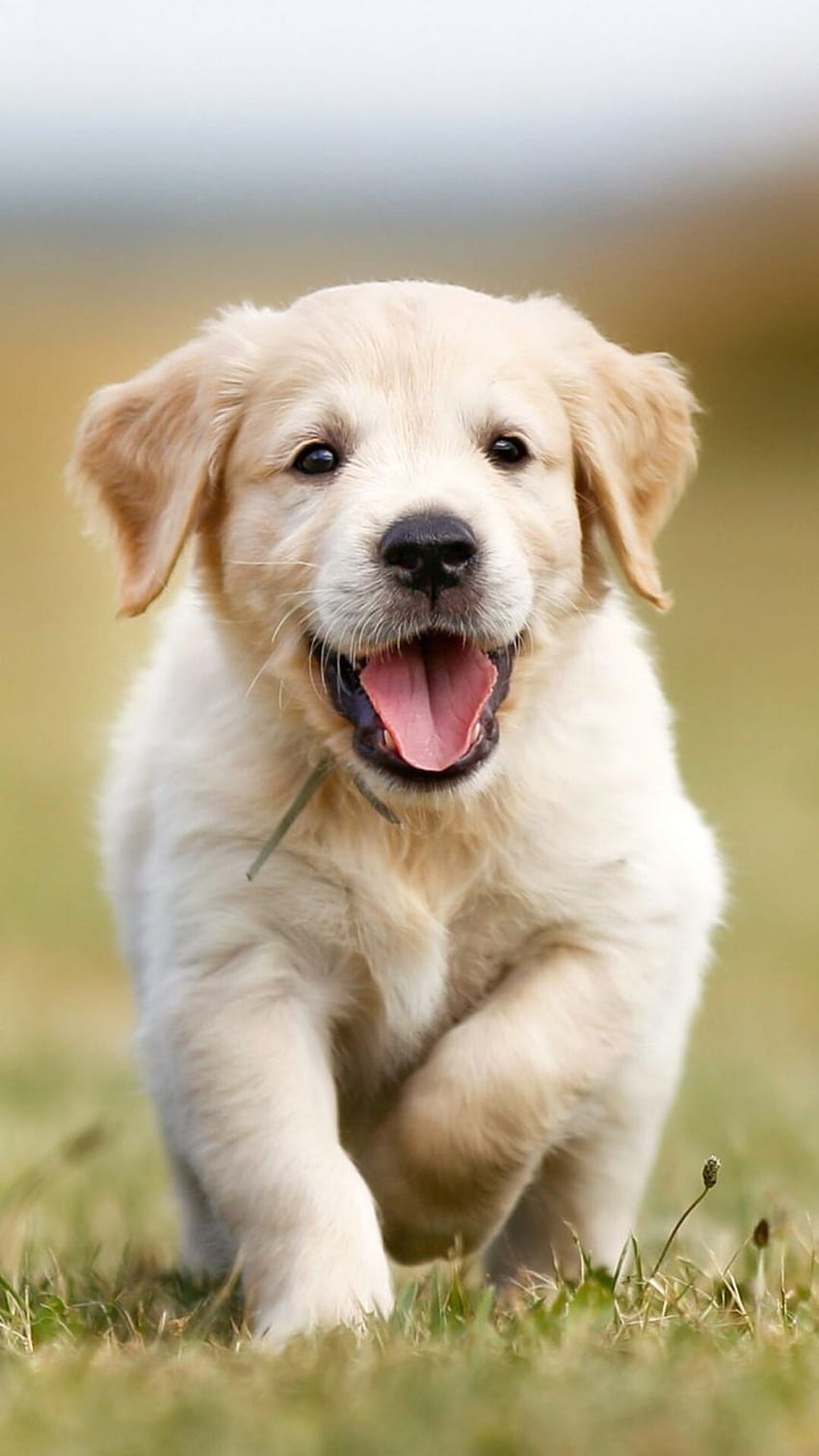 Golden Retriever Cute Puppies, golden retriever fall HD phone wallpaper