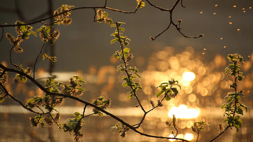 Cabang Tumbuhan Daun Hijau Dengan Latar Belakang Blur Alam </a>, blur pc Wallpaper HD