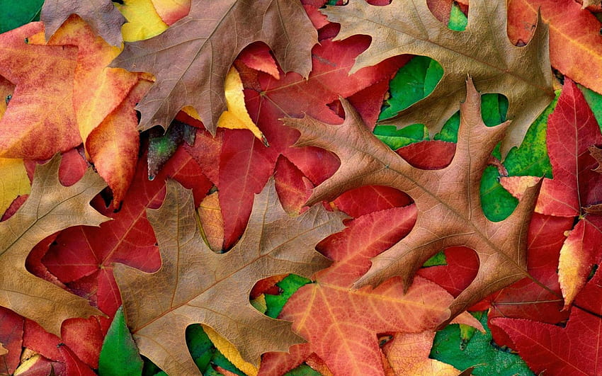 Autumn Live untuk Android, kekaguman musim gugur Wallpaper HD